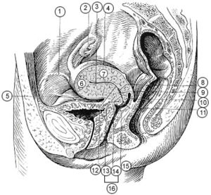 Illu female pelvis.jpg