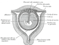 Sectional plan of the gravid uterus in the third and fourth month.