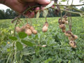 Freshly-dug peanuts (Arachis hypogaea)