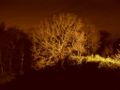 شجرة بلوط في الليل