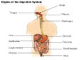 Organs of the digestive tract.