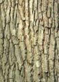Bark of Quercus robur