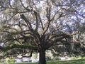 Southern live oak with spanish moss