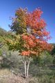 Acer grandidentatum in autumn colour