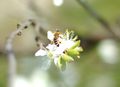 Western honey bee on Apple blossom