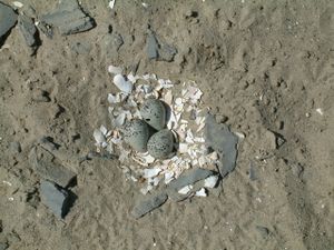 Three eggs, bluish with black speckling, sit atop a layer of white mollusk shells pieces, surrounded by sandy ground and small bits of bluish stone.