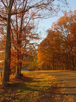 Roadway in David Crockett State Park (Autumn 2008 - Vertical Image).jpg