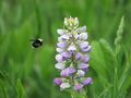 Hovering bumblebee at lupine