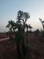 Rare plants in the Moulay El Hassan park