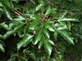 Acer ginnala foliage