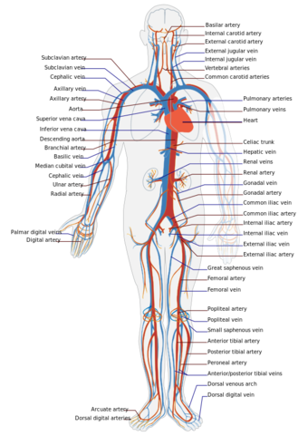 Circulatory System en.svg