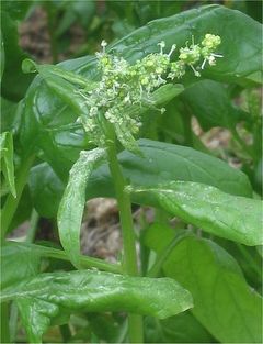 Spinacia oleracea Spinazie bloeiend.jpg
