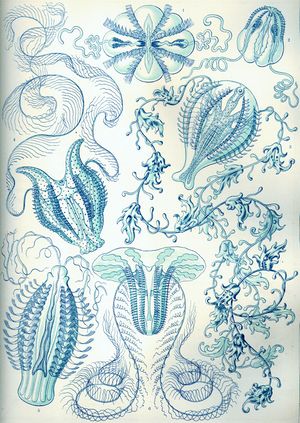 Haeckel Ctenophorae.jpg