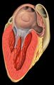 Sectional view of left atrium and left ventricle.
