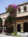 زهرة البنفسج تزين حائط بيت عربي قديم في دمشق القديمة.