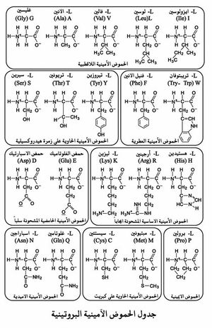 جدول الحموض الأمينية البروتينية.jpg