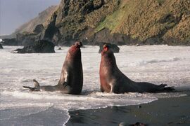 Male southern elephant seals fighting on Macquarie Island for the right to mate