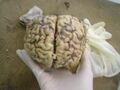 Cow brain prepared for dissection