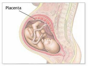 Placenta.jpg