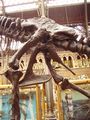 Tyrannosaurus pelvis (showing saurischian structure – left side)