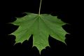 Acer platanoides leaf