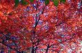 Acer rubrum trees in autumn