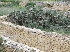 Bajtar tax-xewk, or prickly pears, are commonly cultivated in Maltese villages.