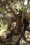Ħarruba, or carob tree, in Xemxija, probably older than 1000 years.