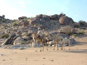 Sudan camels.jpg