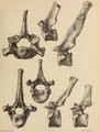 Vertebrae from Wookey Hole (now in Taunton Museum).