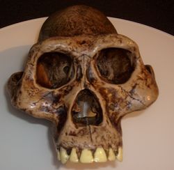 Australopithecusafarensis reconstruction.jpg