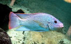 Tilapiini: Oreochromis tanganicae is one of the most common coastal species found in local fish markets[55]