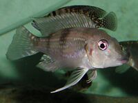 Limnochromini (E): Gnathochromis permaxillaris is a zooplanktivore with an unusual protractile mouth[53]