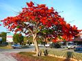 Royal Poinciana tree in full bloom in the فلوريدا كيز، دليل على المناخ المداري في جنوب فلوريدا.