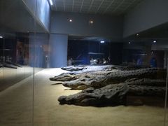 متحف التماسيح