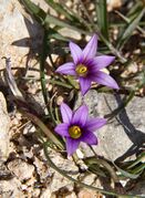 Maltese sand crocus, commonly encountered on the Maltese steppe, which is endemic.