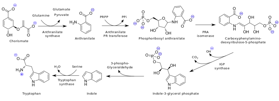 Tryptophan biosynthesis (en).svg