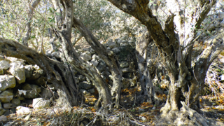 Żebbuġ, or olives, typical of the Mediterranean sea. These trees are of the Bidni variety, which is only found on the islands. Some living trees date back to the 1st century A.D.