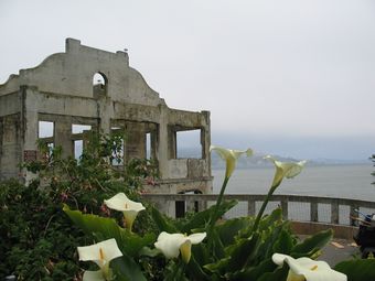 Alcatraz Island Flowers.jpg