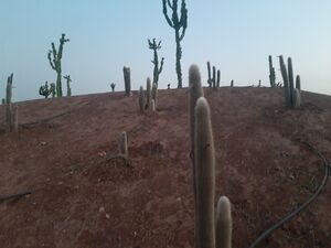 Cactus plants in Moulay El Hassan park