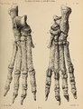 Anterior and posterior views of the right hind foot, from Tor Bryan Caves near Torquay, now kept in British Museum.