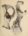 Pelvis from Wookey Hole (now in Taunton Museum).