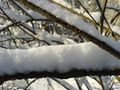 Fresh snow on a thin twig in Poland.