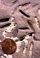 Petroxestes borings in an Upper Ordovician hardground, southern Ohio
