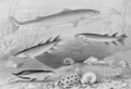 Early shark Cladoselache, several lobe-finned fishes, including Eusthenopteron , and the placoderm Bothriolepis on a painting from 1905.