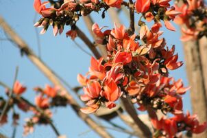 Palash flowers, bright red, pepper the skyline in Jharkhand during fall, also known as forest fire