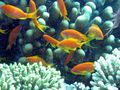 شعاب وأسماك البحر الأحمر الملونة