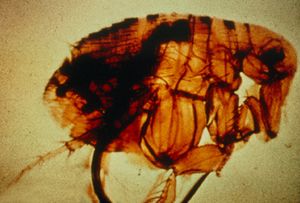 البراغيث من الحشرات الناقلة لميكروب مرض الطاعون