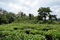 Tea garden in Darrang, Assam