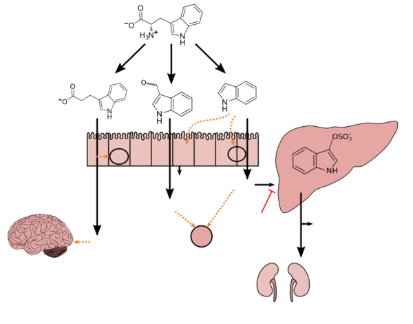 Tryptophan metabolism diagram